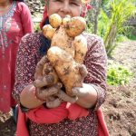 गण्डकी प्रदेशमा पहिचान बनाउदै ताराखोलाको आलु